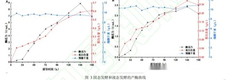 毕赤酵母固态发酵诱导产酶