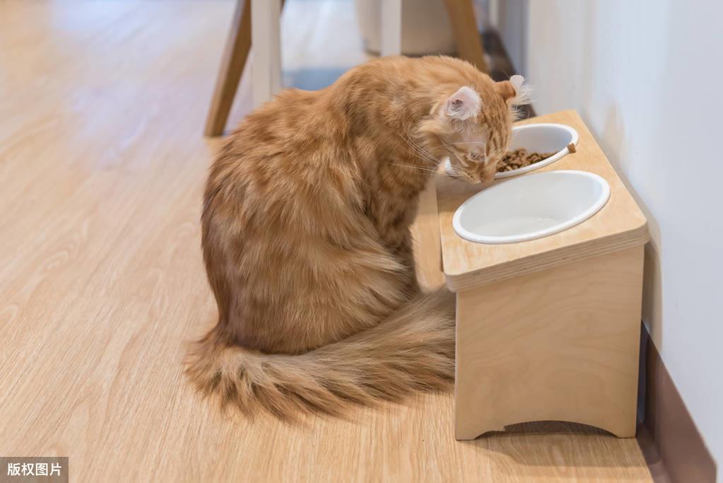 猫咪吃什么天然猫粮好？