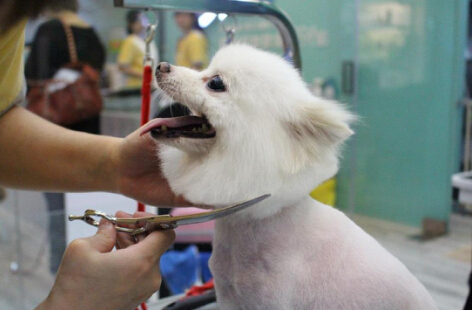 【行业排名榜】全国排名前十的宠物美容师培训学校