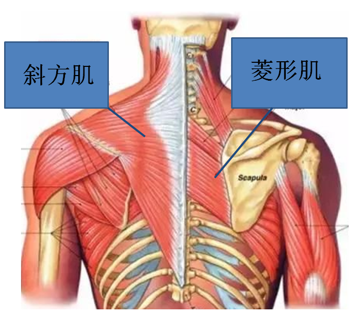 气质提升的秘密：学会这几大划船类健身动作