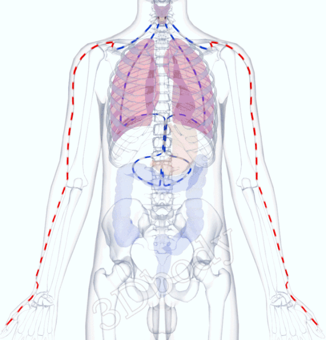 十二经脉 任督二脉3D动态循行图，及全身穴位详解